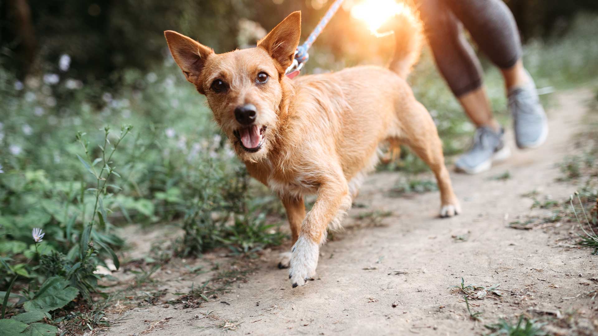 Dog walking along a nature trail near The Wright apartments, highlighting pet-friendly parks and outdoor recreation opportunities in the neighborhood.